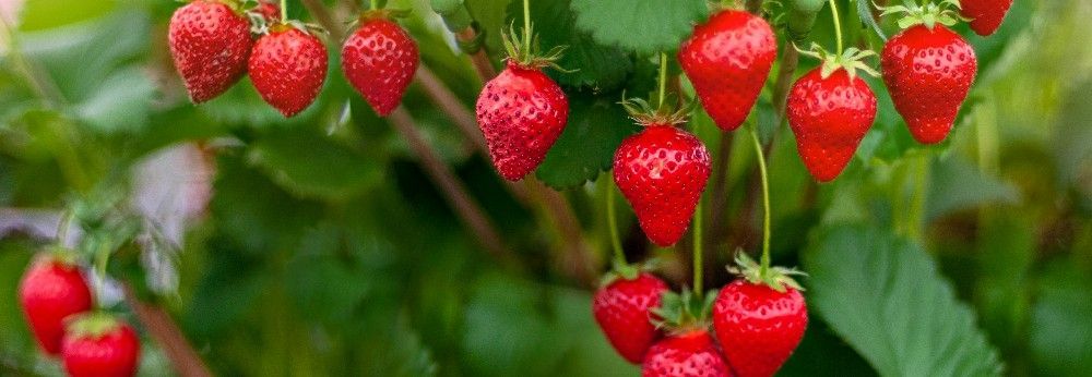 Viele reife Erdbeeren hängen von Pflanze